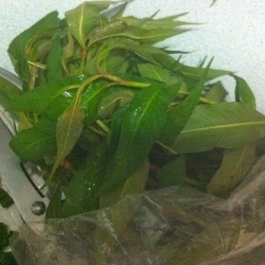 laksa leaf