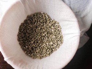 soaked mung beans