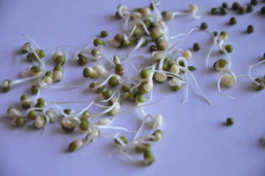 sprouted mung beans