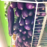 long eggplant