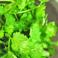 coriander fresh