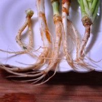 coriander root