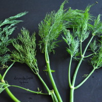 dill weed