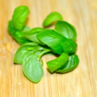 fresh basil