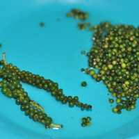 green peppercorn