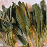 sage herb