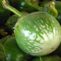 thai green eggplant