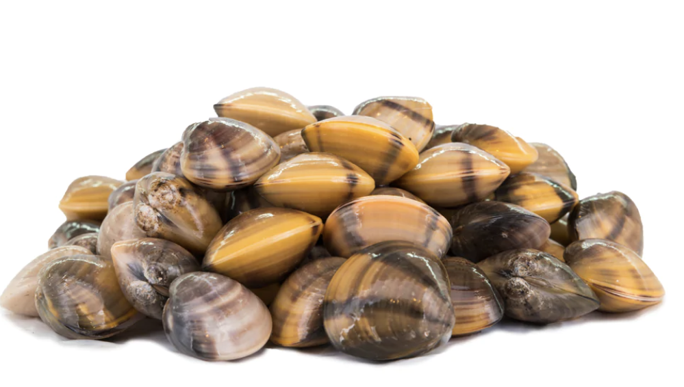 clams